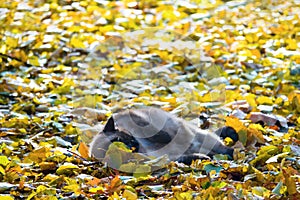 ash cat wallows in yellow leaves