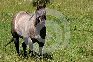 Ash colored horse