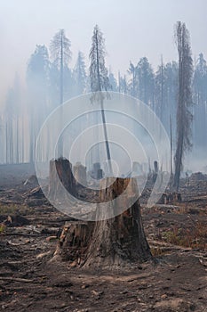 Ash-covered ground with smoking tree stumps, showing the immediate aftermath and lingering devastation of a recent forest fire