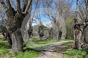 Ash grove next to the river Manzanares photo