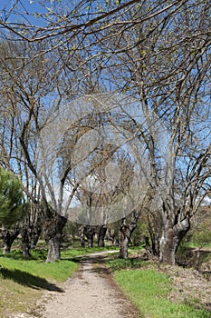 Ash grove next to the river Manzanares photo