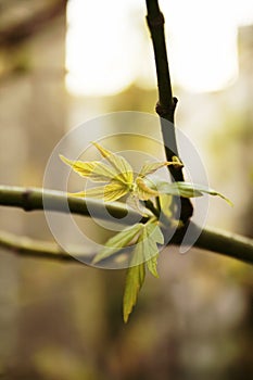 Ash-leaved Maple branch photo