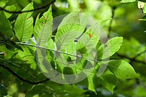 Ash leaves with back light