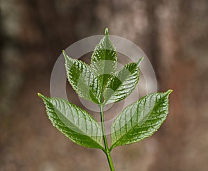 Ash leaves on bark background