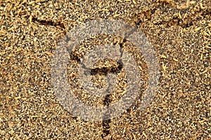 Ash Macro shot at Rice Mill