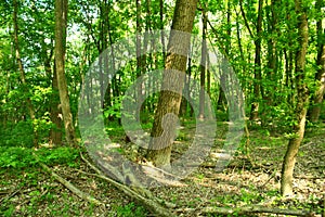 Ash,maple and many varieties of trees grow in this forest