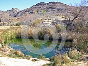 Spring within the Ash Meadow National Wildlife Refuge, Nevada. photo