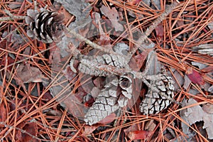 Ash Pine Cones