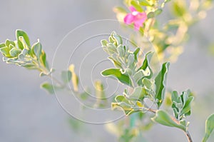 Ash Plant or Barometer Brush, Purple Sage