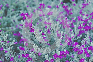 Ash Plant, Barometer Brush, Purple Sage, Texas Ranger Flower , p