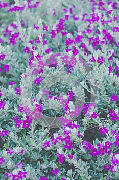 Ash Plant, Barometer Brush, Purple Sage, Texas Ranger Flower , pastel color