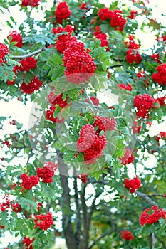 Ash (rowan) tree and ashberry (rowanberry). photo