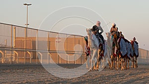 Ash-Shahaniyah, Qatar- March 21 2021 : Jockeys taking the camels for walk in the camel race tracks