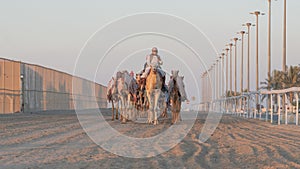 Ash-Shahaniyah, Qatar- March 21 2021 : Jockeys taking the camels for walk in the camel race tracks
