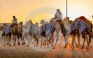 Ash-Shahaniyah, Qatar- March 21 2021 : Jockeys taking the camels for walk in the camel race tracks