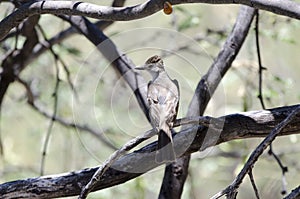 Ash Throated Flycatcher bird, Colossal Cave Mountain Park, Arizona