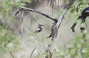 Ash Throated Flycatcher bird, Colossal Cave Mountain Park, Arizona