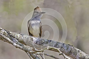 Ash-throated Flycatcher, Myiarchus cinerascens, perched