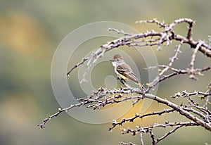 Ash-throated Flycatcher Myiarchus cinerascens perched in a tree