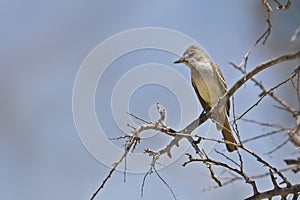 Ash-throated Flycatcher, Myiarchus cinerascens, in tree
