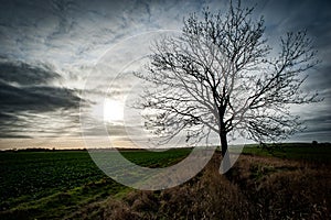 Ash tree in arable field