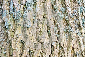 Ash tree bark textured detail