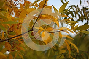 Ash tree branches with bright yellow orange foliage