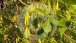 Ash tree branches with seeds. Close up. Nature texture background