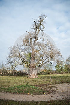 Ash tree in a field