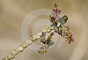 Ash Tree Flowers