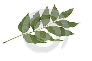 Ash tree (Fraxinus americana) leaf isolated on a white background. 12