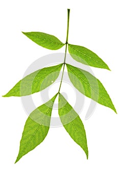 Ash tree leaf photo
