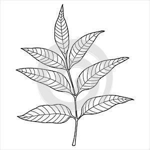 Ash tree leaf outline, vector botanical illustration.