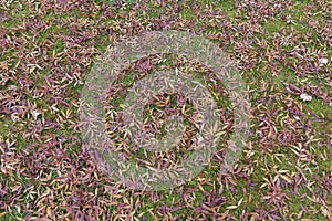 Ash tree leaves on green grass autumn