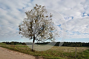 Ash tree by the road