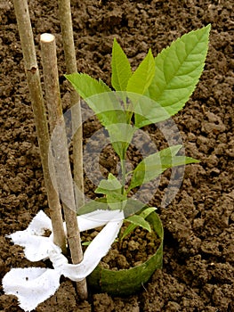 Ash-tree sapling