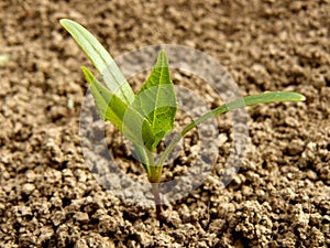 Ash-tree seedling