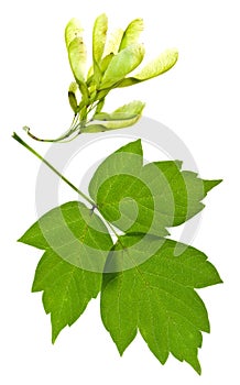 Ash tree seeds and green leaves