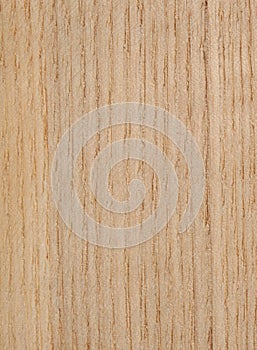 Ash Tree Texture photo