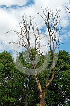 Ash tree that was infected by ash dieback
