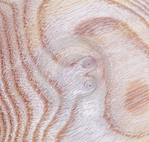ash tree wood texture background in macro lens shoot