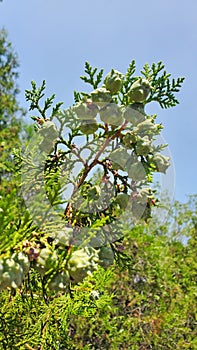 Ash trees