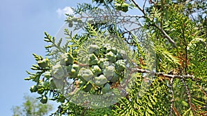 Ash trees