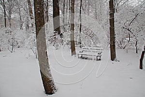Ash Trees & snow-covered bench