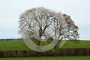 Ash trees in winter silhouette in a farm hedgerow in Northern Ireland