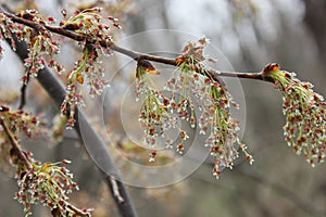 Ash twig in blossom in spring season in April