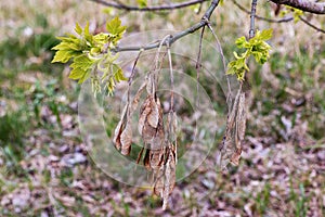 Ash twig with fresh leaves and spent seeds in spring