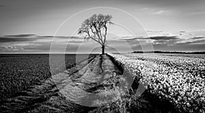 Ash Between Two Fields