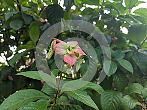 Ashanti blood flower blooming