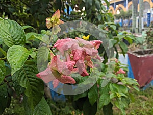 Ashanti blood flower blooming